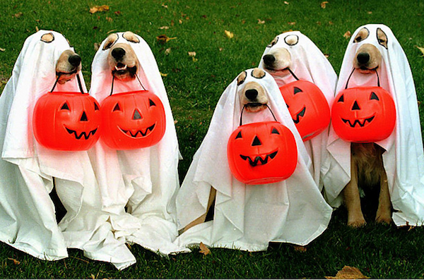 Fabriquer un costume d'Halloween pour chien - Admis