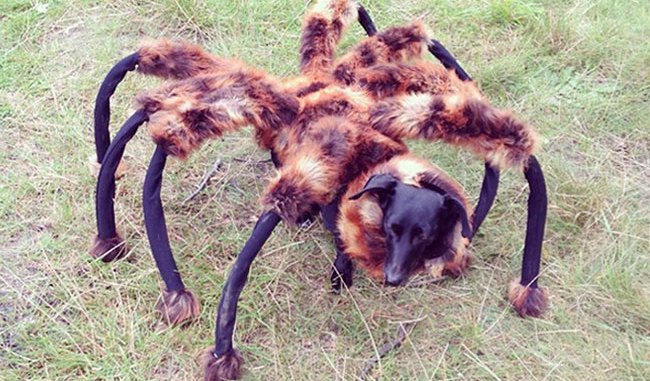 chien déguisé en araignée