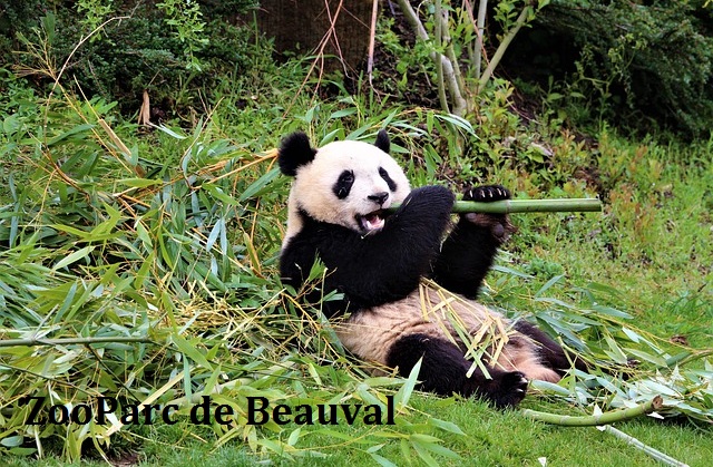 zoo de Beauval