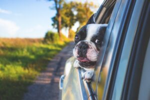 canicule chien voiture
